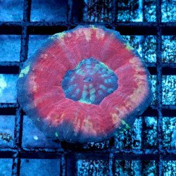 Scoly Premium - Premium 2