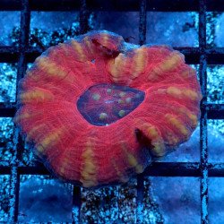 Scoly Premium - Premium 2