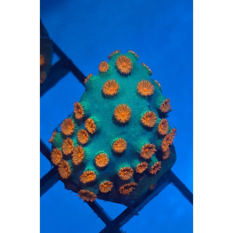 Meteor Shower Cyphastrea