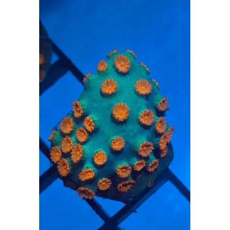 Meteor Shower Cyphastrea