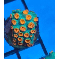 Meteor Shower Cyphastrea — foto 2