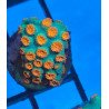 Meteor Shower Cyphastrea — foto 2