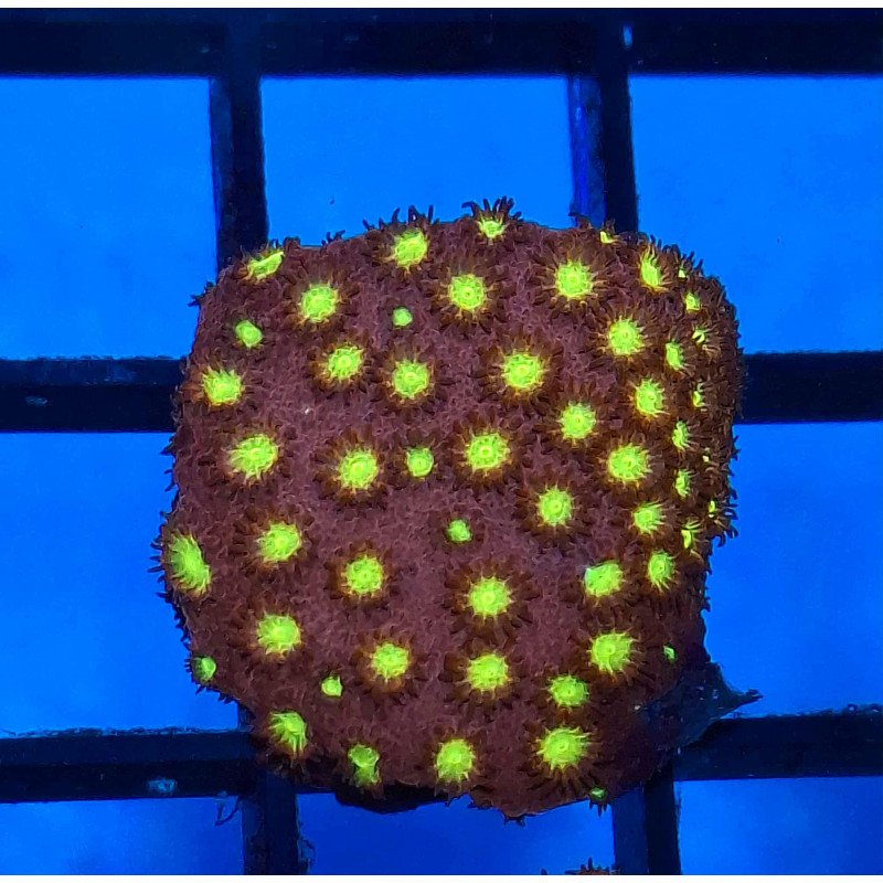 Cyphastrea Bling Bling