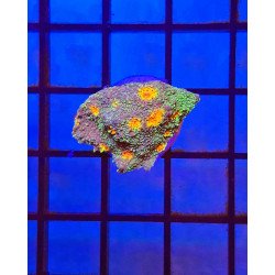 Chalice Miami Hurricane