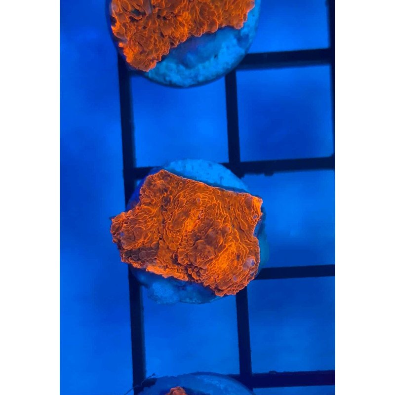Lava Chalice