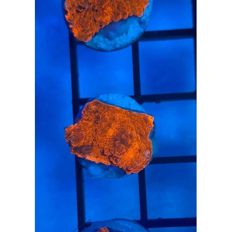 Lava Chalice