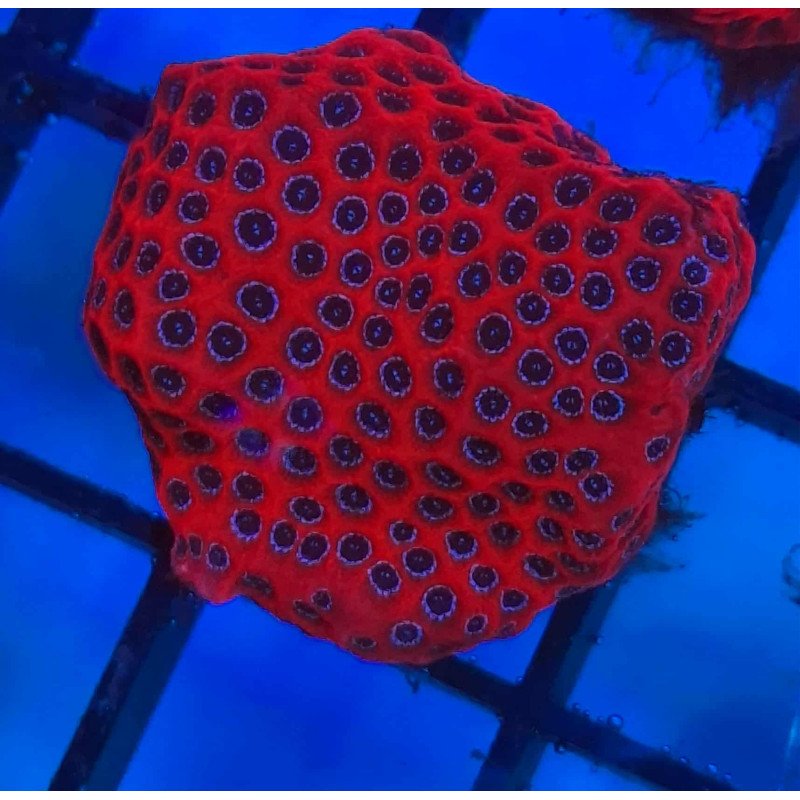 Porites Darth Moul
