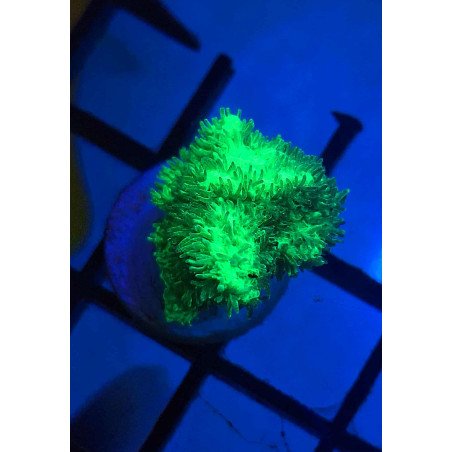 Neon Green Hydnophora