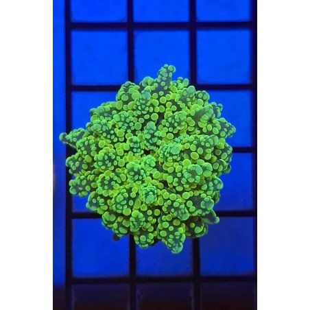 Octospawn Verde