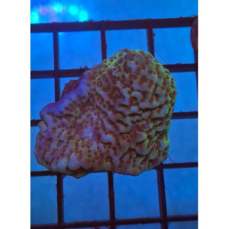 Montipora Morada