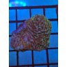 Montipora Morada
