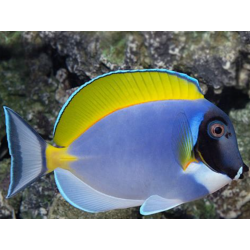 Powder Blue Tang | Acanthurus leucosternon para Acuario Marino