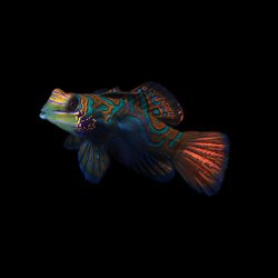 Mandarin Green Goby | Synchiropus splendidus para Acuario Marino
