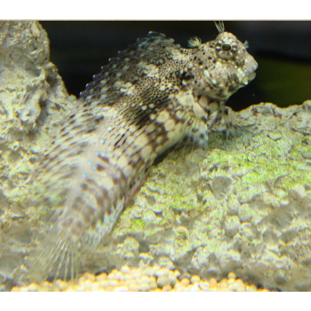 Algae Blenny
