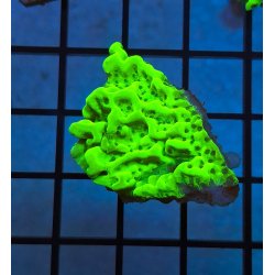 Montipora Radioactiva