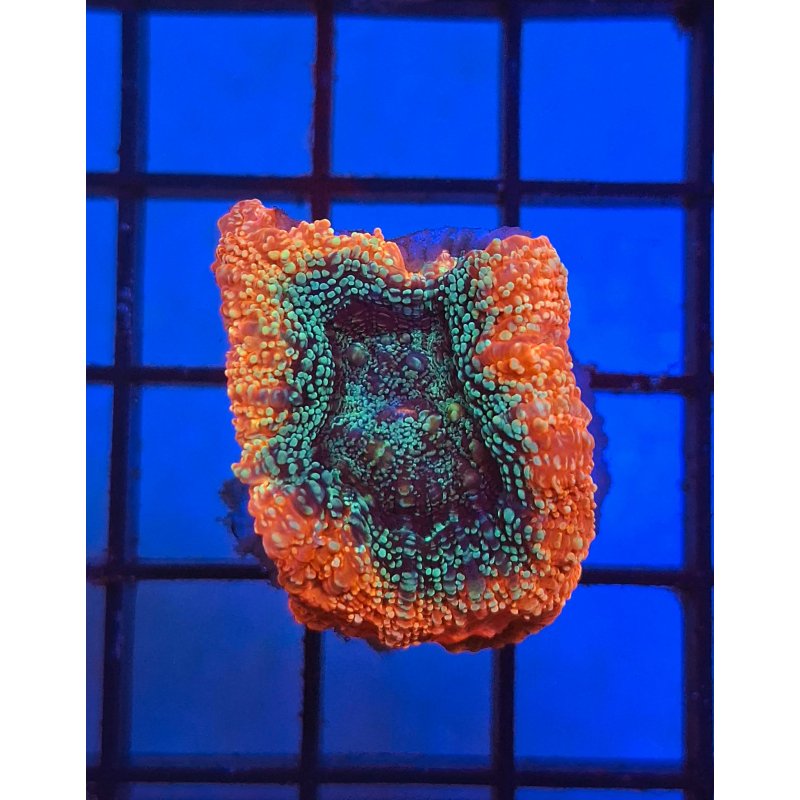 Acan Bowerbanky Orange Ultra