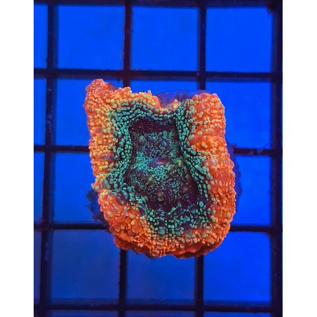 Acan Bowerbanky Orange Ultra