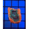 Acan Bowerbanky Orange Ultra