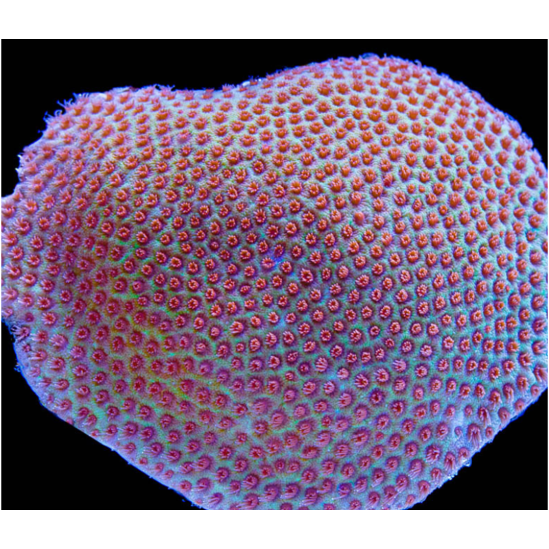 Porites Sand Dollar — foto 2