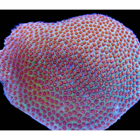Porites Sand Dollar — foto 2