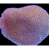 Porites Sand Dollar — foto 2