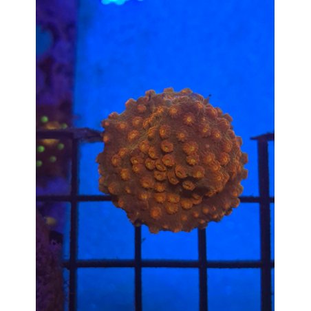 Cyphastrea Tyree Red Brick