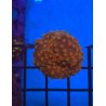 Cyphastrea Tyree Red Brick