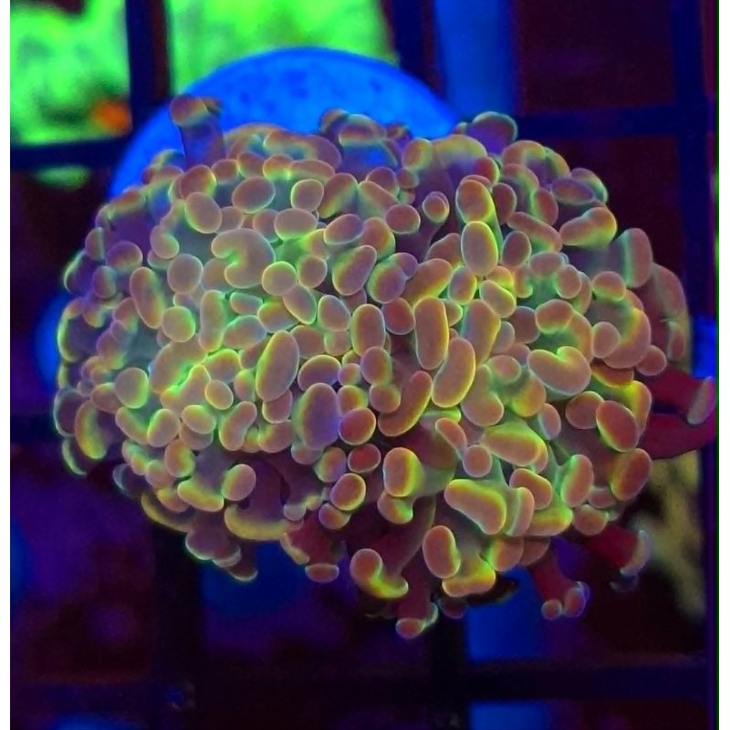Hammer bubble Holograma