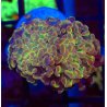 Hammer bubble Holograma