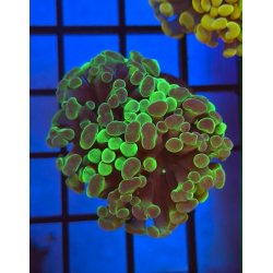Hammer Bicolor