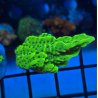 Montipora Radioactiva — foto 2