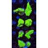 Montipora Radioactiva — foto 3