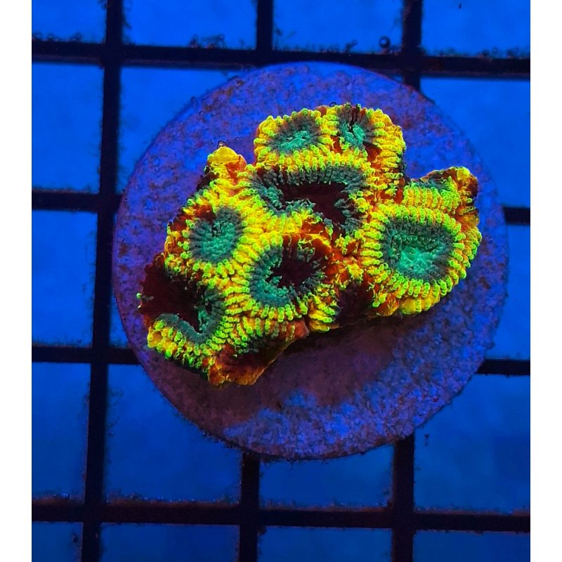 Favia Yellow Submarine
