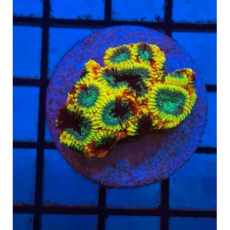 Favia Yellow Submarine