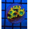 Favia Yellow Submarine