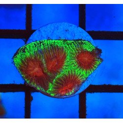 Favia Merry Christmas