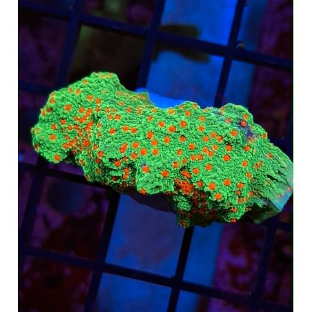 Montipora Red Hot Chili Pepper