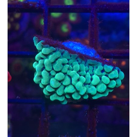 Montipora Appleberry