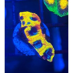 Yellow Submarine Favia