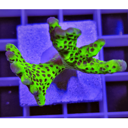 Montipora Digitata The Incredible Hulk