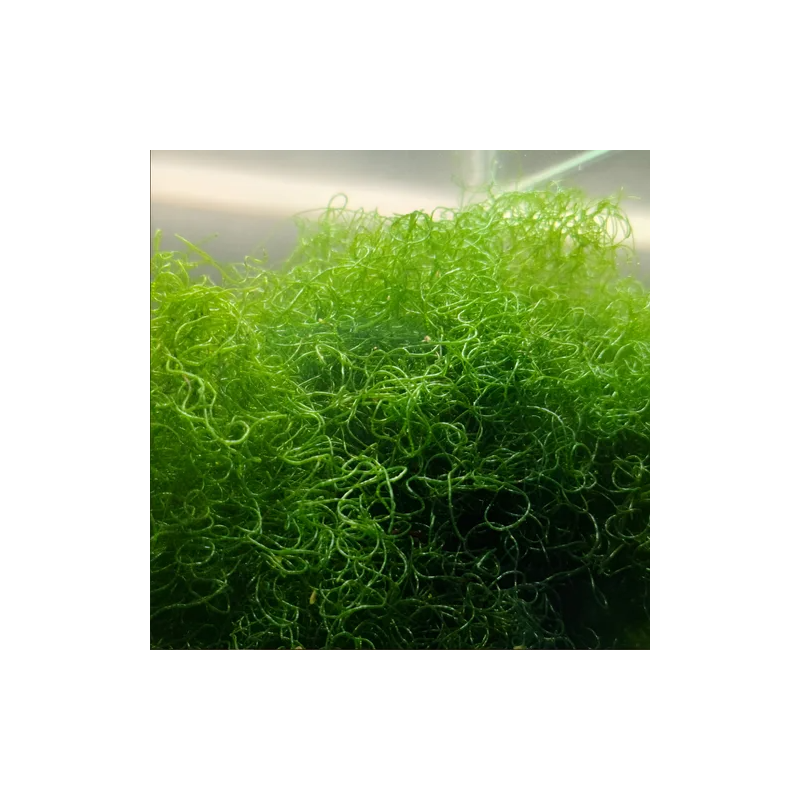 Alga Chaeto