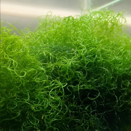 Alga Chaeto