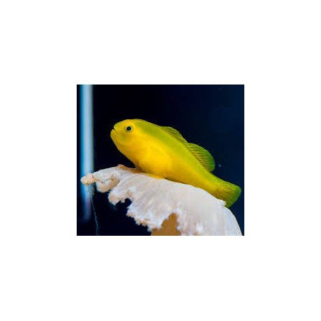 Clown Yellow Goby