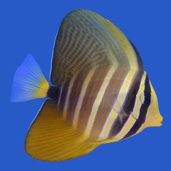Sailfin Tang — foto 2