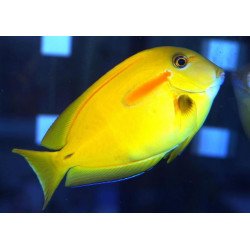 Orange Shoulder Tang