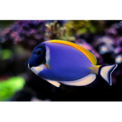 Powder Blue Tang SM