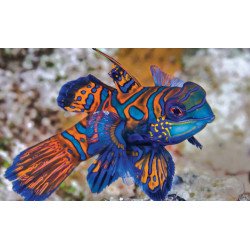 Mandarin Green Goby MD